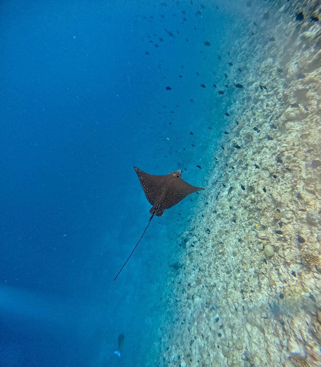فندق Nihaali Maldives كوداريكيلو المظهر الخارجي الصورة